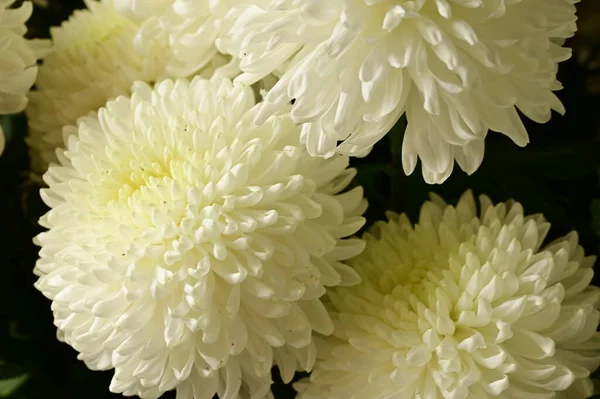美しい白菊の花を間近で見る夏のコンセプト — ストック写真