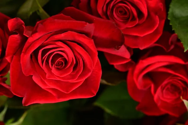 Güzel Kırmızı Güller Yakın Çekim Manzarası — Stok fotoğraf