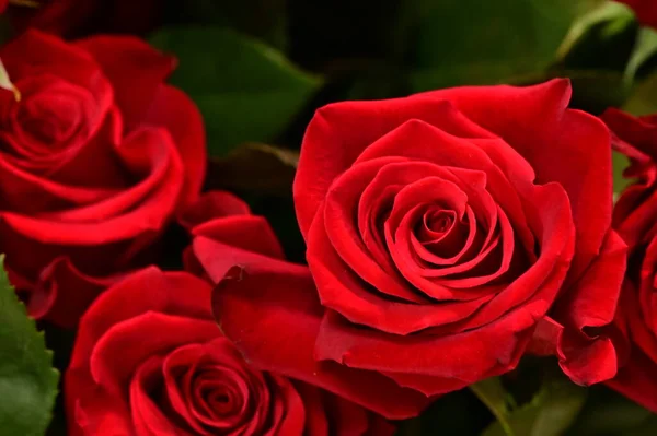 Güzel Kırmızı Güller Yakın Çekim Manzarası — Stok fotoğraf