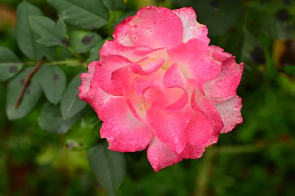 Rosa Hermosa Jardín Fondo Verano — Foto de Stock