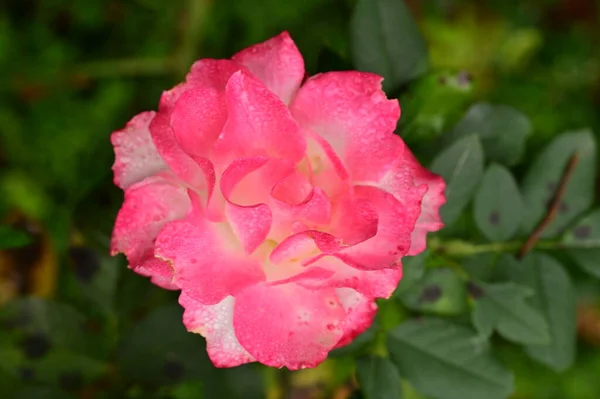花园里美丽的粉红色玫瑰 夏天的背景 — 图库照片