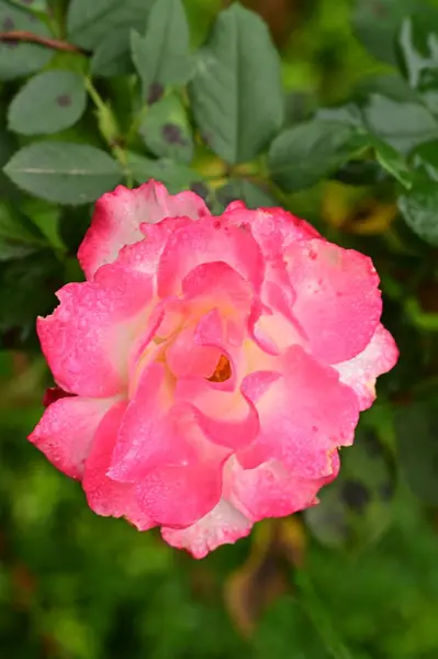 Gyönyörű Rózsaszín Rózsa Kertben Nyári Háttér — Stock Fotó
