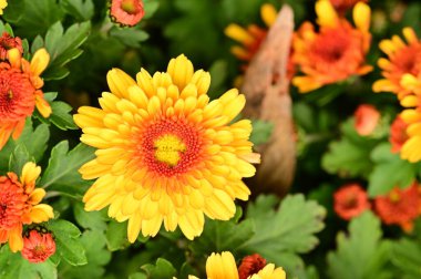 Güzel kasımpatılar yakın, çiçek ve bahçe