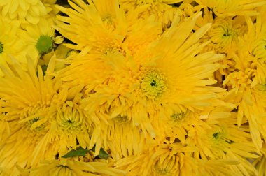 Buketteki güzel çiçeklere yakın.