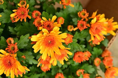 Güzel kasımpatılar yakın, çiçek ve bahçe