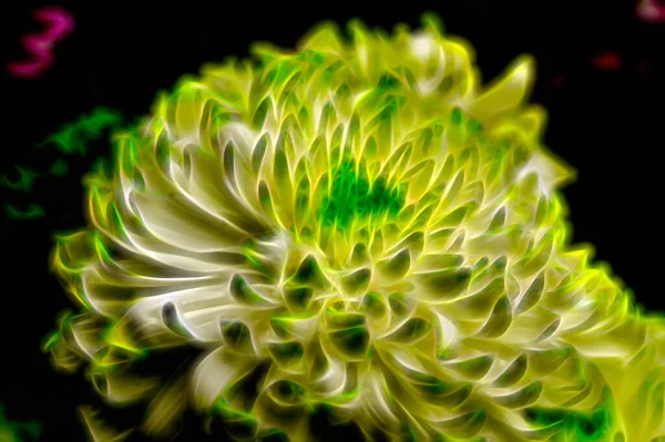 Lindas Flores Crisântemo Verde Branco Vista Perto Efeito Brilhante — Fotografia de Stock