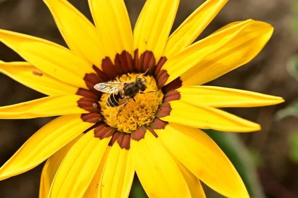 Biene Sitzt Auf Einer Gelben Blume — Stockfoto