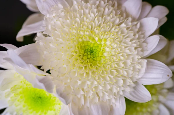 Lindas Flores Crisântemo Verde Branco Vista Perto — Fotografia de Stock