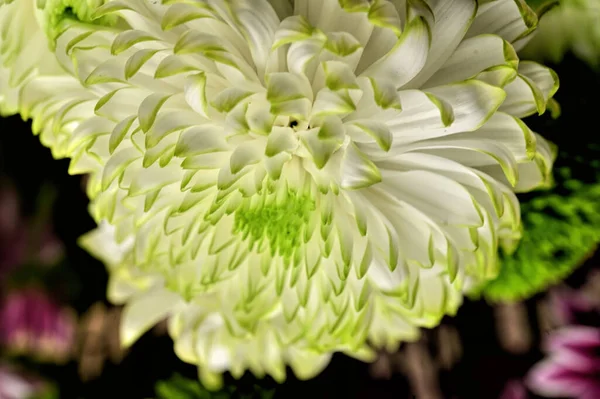 美しい緑と白の菊の花を間近で見られる — ストック写真