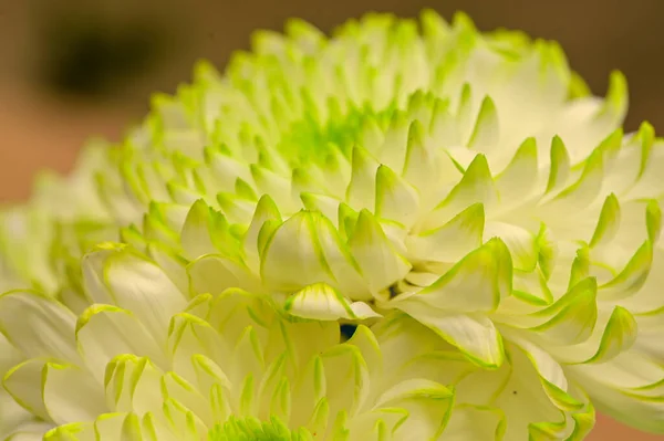 Beautiful Green White Chrysanthemum Flowers Close View — Stock Photo, Image