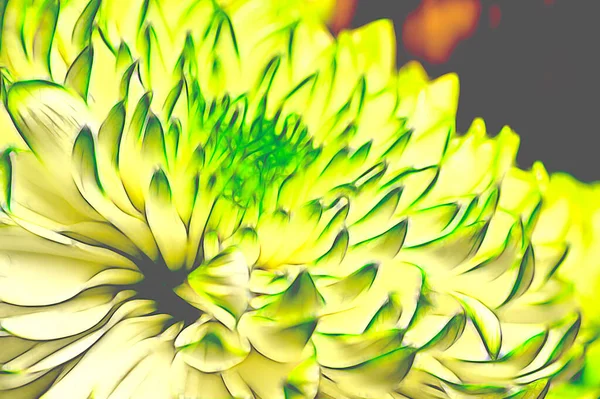 Beautiful Green White Chrysanthemum Flowers Close View Glowing Effect — Stock Photo, Image