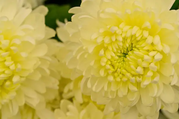 Belas Flores Crisântemo Branco Amarelo Vista Perto — Fotografia de Stock