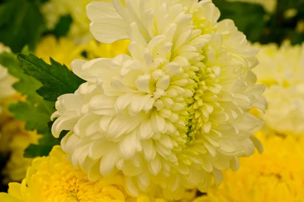 美しい白と黄色の菊の花を間近で見ることができ — ストック写真