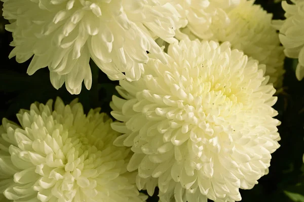 Beautiful White Chrysanthemum Flowers Close View — Stock Photo, Image