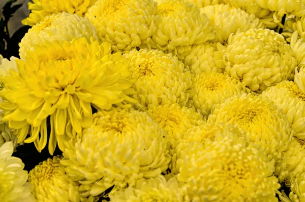 Beautiful Yellow Chrysanthemum Flowers Close View — Stock Photo, Image
