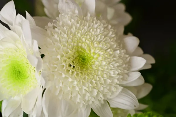 Krásné Bílé Květy Chryzantémy Zblízka Pohled — Stock fotografie