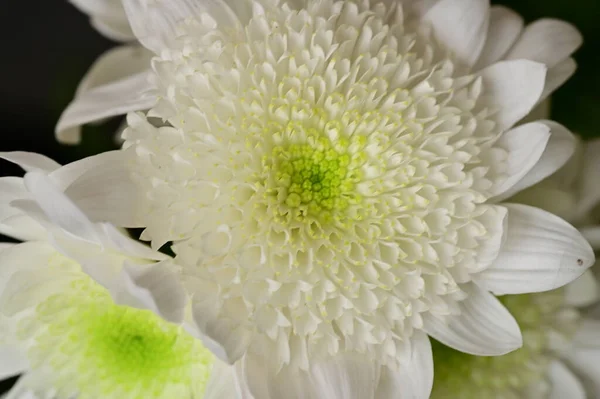 Belles Fleurs Chrysanthème Blanc Vue Rapprochée — Photo