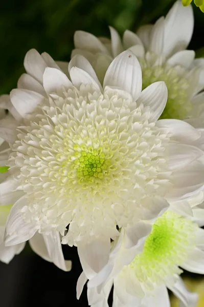 Schöne Weiße Chrysanthemenblüten Nahsicht — Stockfoto