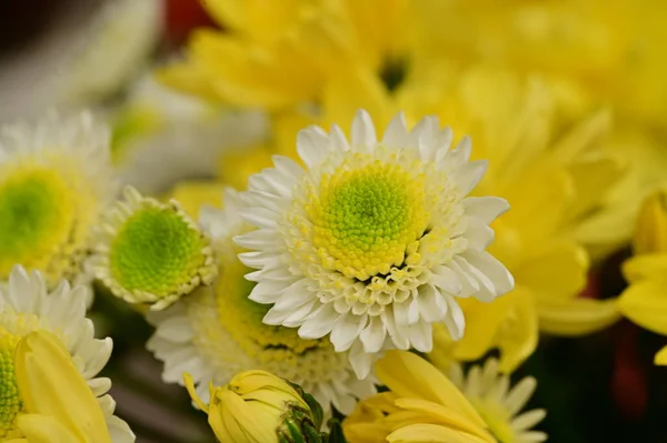 Zbliżenie Piękne Kwiaty Bukiet — Zdjęcie stockowe
