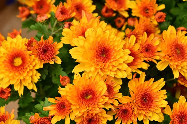 stock image beautiful chrysanthemums close up, flora and garden