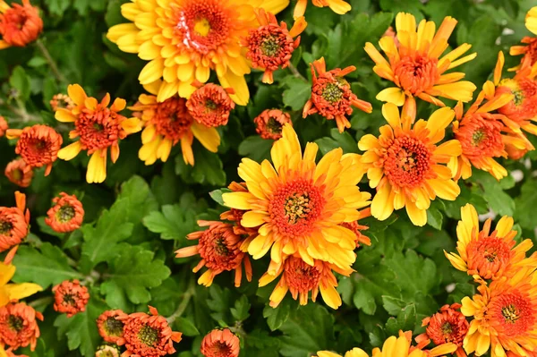 Beautiful Chrysanthemums Close Flora Garden Stock Photo