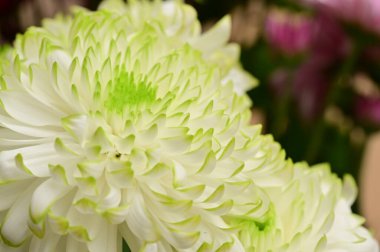 Güzel beyaz kasımpatı çiçekleri, yakın görüş