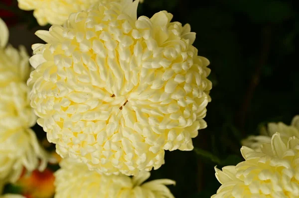 Schöne Gelbe Chrysanthemenblüten Nahsicht — Stockfoto