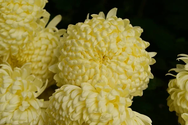 Piękne Żółte Chryzantemy Kwiaty Widok Bliska — Zdjęcie stockowe