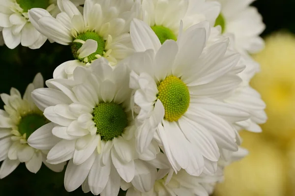 Hermosas Flores Gerberas Blancas Vista Cerca — Foto de Stock