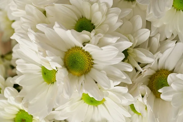 Belles Fleurs Blanches Gerbera Vue Rapprochée — Photo