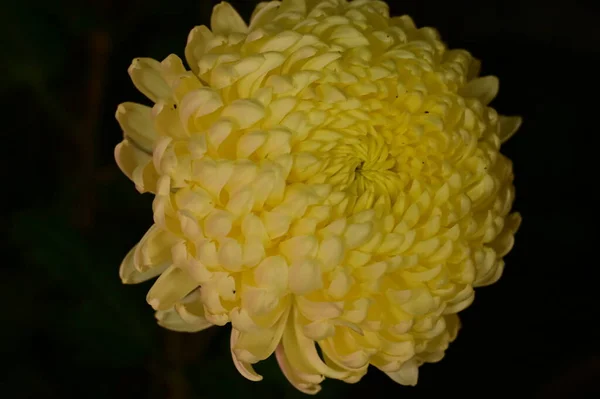 暗い背景に美しい黄色の菊の花 — ストック写真