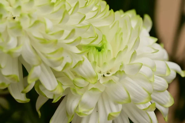 Piękne Białe Chryzantemy Kwiaty Widok Bliska — Zdjęcie stockowe