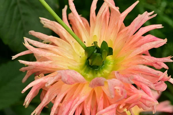 stock image gorgeous pink flowers growing in the garden