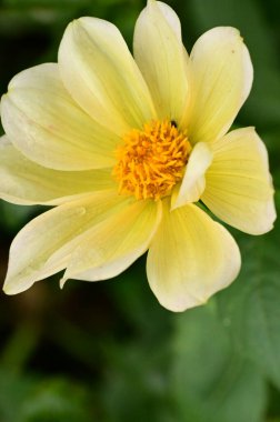 Bahçede güzel sarı çiçekler, yakın çekim manzarası.