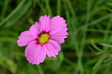 Bahçede büyüyen muhteşem pembe çiçekler