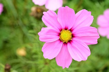 Bahçede büyüyen muhteşem pembe çiçekler