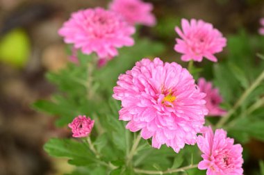 Bahçede büyüyen muhteşem pembe çiçekler