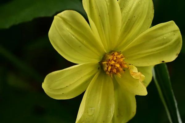 Красивые Желтые Цветы Саду Вид Крупным Планом — стоковое фото