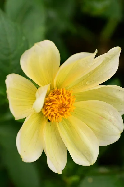 Schöne Gelbe Blumen Garten Nahsicht — Stockfoto