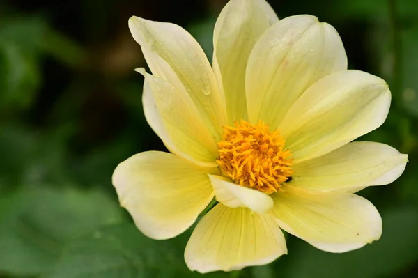 Красиві Жовті Квіти Саду Вид Крупним Планом — стокове фото