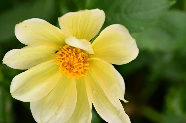 Krásné Žluté Květy Zahradě Zblízka — Stock fotografie