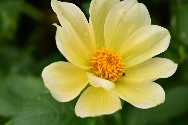 Красиві Жовті Квіти Саду Вид Крупним Планом — стокове фото