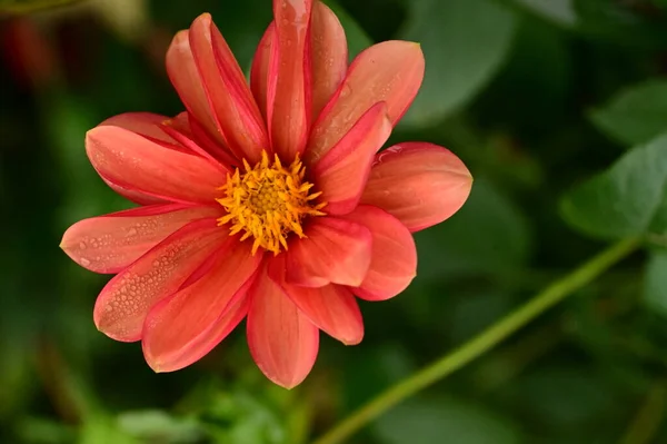 Hermosas Flores Rojas Jardín Vista Cerca —  Fotos de Stock