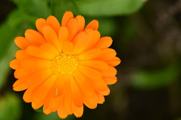 Bahçede Güzel Turuncu Çiçekler Yakın Çekim Manzarası — Stok fotoğraf