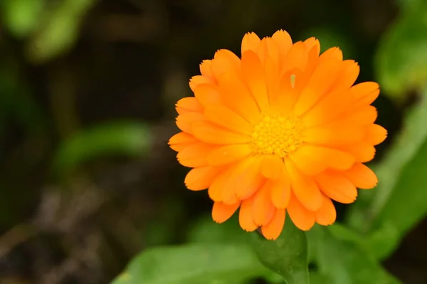 庭の美しいオレンジの花を間近で見ることができます — ストック写真