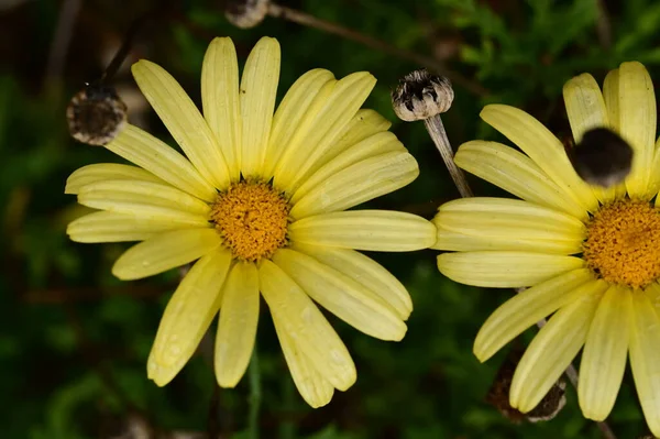 Beautiful Yellow Flowers Garden Close View — Stock Photo, Image