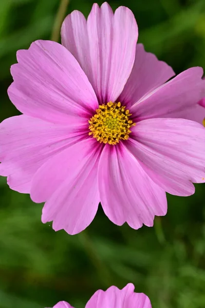 stock image gorgeous pink flowers growing in the garden