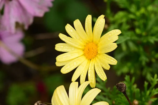 Красивые Желтые Цветы Саду Вид Крупным Планом — стоковое фото