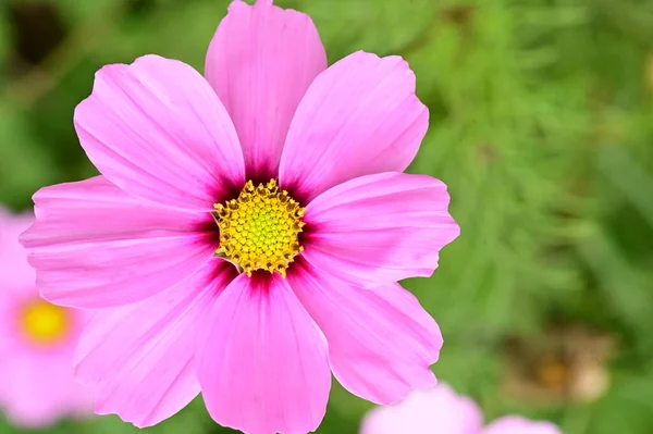 Gorgeous Pink Flowers Growing Garden — Stock Photo, Image