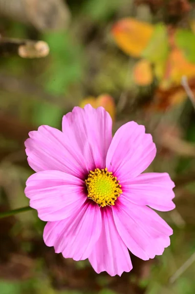 花园里长着艳丽的粉红色花朵 — 图库照片